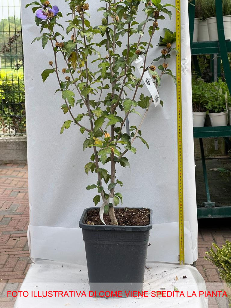 HIBISCUS IBISCO SYRIACUS ULTRAMARINE IN VASO 24CM