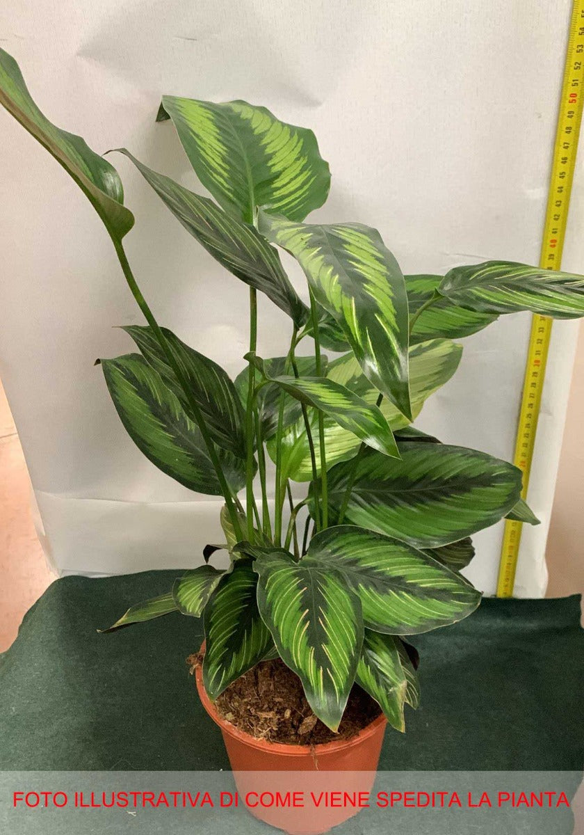 CALATHEA PRINCEPS IN VASO 17CM