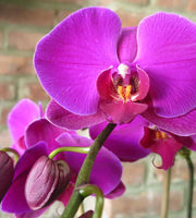 ORCHIDEA PHALAENOPSIS FUCSIA VASO 10CM
