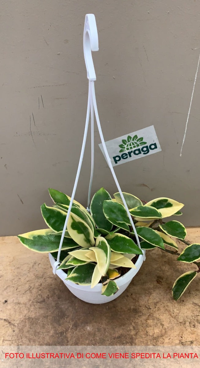 HOYA CARNOSA VARIEGATA FIORE DI CERA VASO 14CM