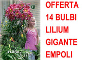 OFFERTA 14 BULBI LILIUM GIGANTE EMPOLI