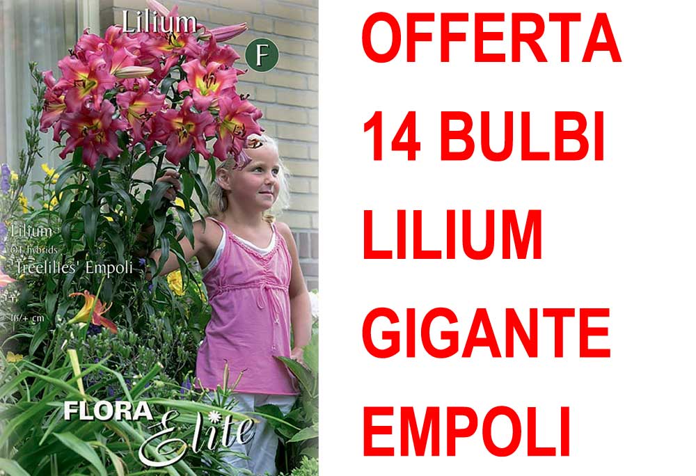 OFFERTA 14 BULBI LILIUM GIGANTE EMPOLI