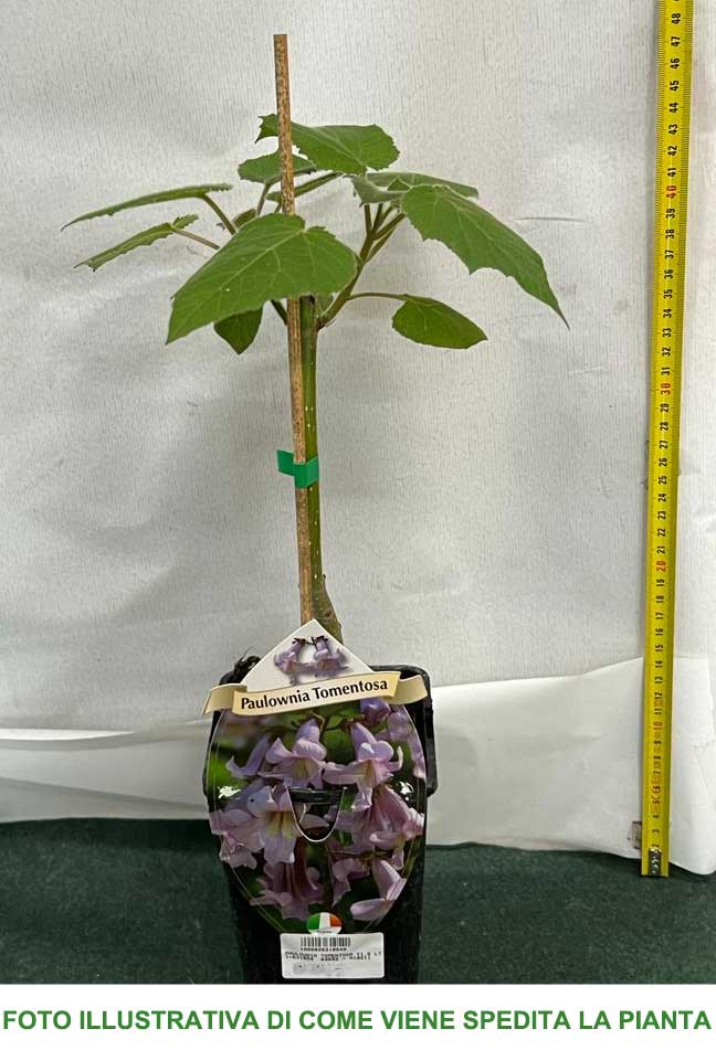PAULOWNIA TOMENTOSA (1 PIANTA)