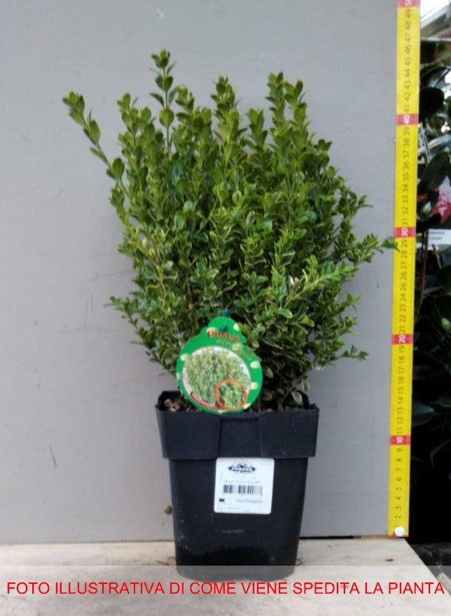 BUXUS MICROPHYLLA GOLDEN TRIUMPH VASO 17CM