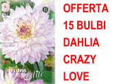 OFFERTA 15 BULBI DAHLIA DA BORDURA CRAZY LOVE