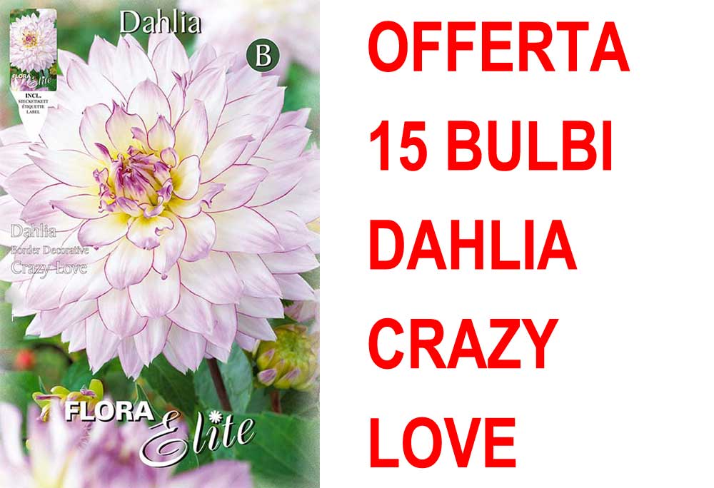 OFFERTA 15 BULBI DAHLIA DA BORDURA CRAZY LOVE
