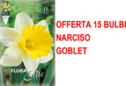 OFFERTA 15 BULBI NARCISO TRUMPET GOBLET