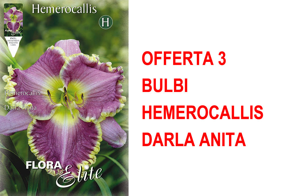 OFFERTA 3 BULBI HEMEROCALLIS DARLA ANITA