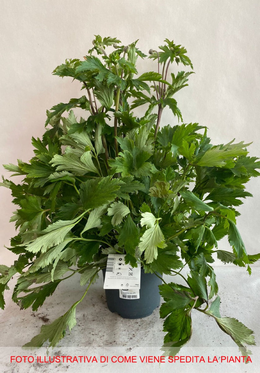 ANEMONE HYBRIDA ELFIN SWAN VASO DA 19CM