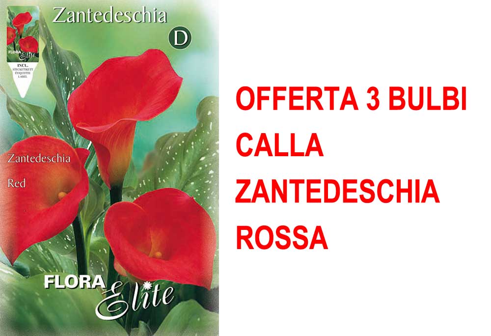 OFFERTA 3 BULBI CALLA ZANTEDESCHIA ROSSA