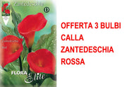 OFFERTA 3 BULBI CALLA ZANTEDESCHIA ROSSA