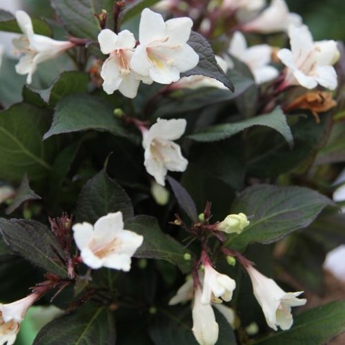 WEIGELA EBONY AND IVORY VASO 23CM