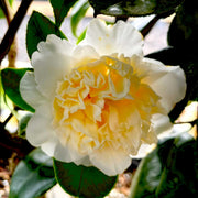 CAMELIA JAPONICA JURY'S YELLOW VASO 19CM