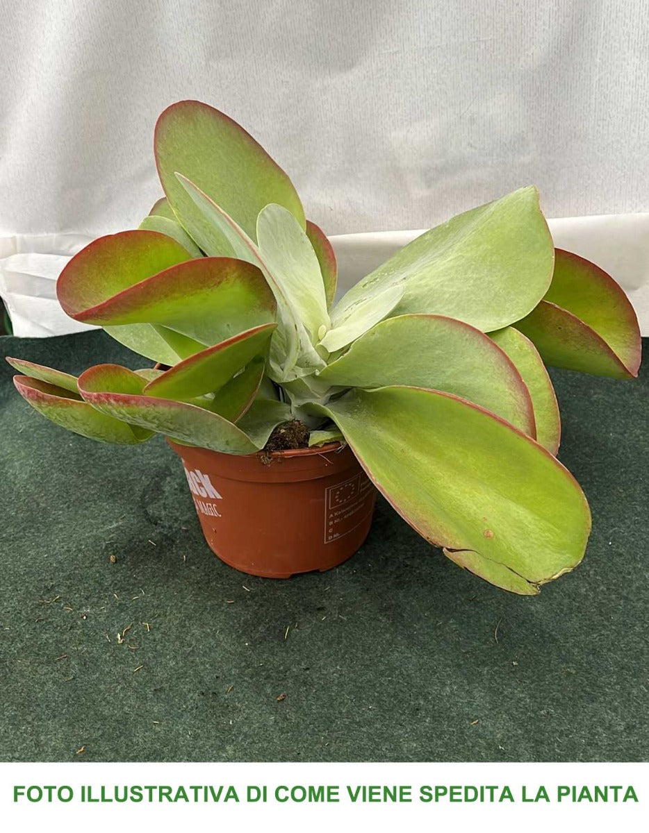KALANCHOE THYRSIFLORA IN VASO 15CM