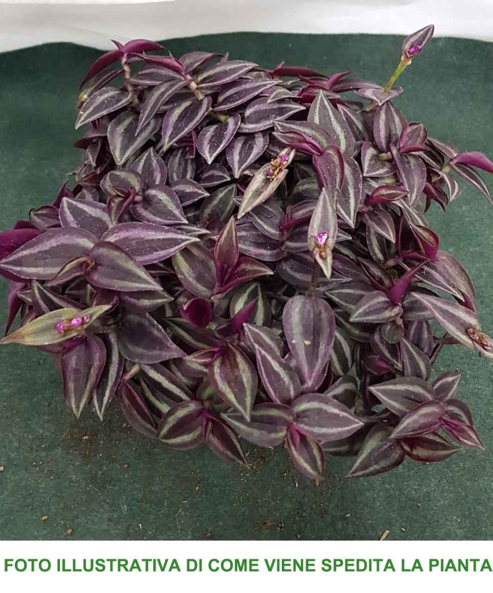 TRADESCANTIA JEWEL RED VASO 17CM