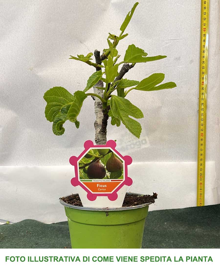 FICO COMUNE CARICA VASO 14CM