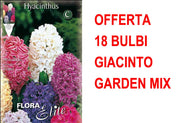 OFFERTA 18 BULBI GIACINTO GARDEN MIXED DI COLORI