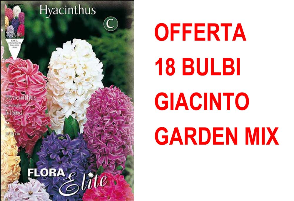 OFFERTA 18 BULBI GIACINTO GARDEN MIXED DI COLORI
