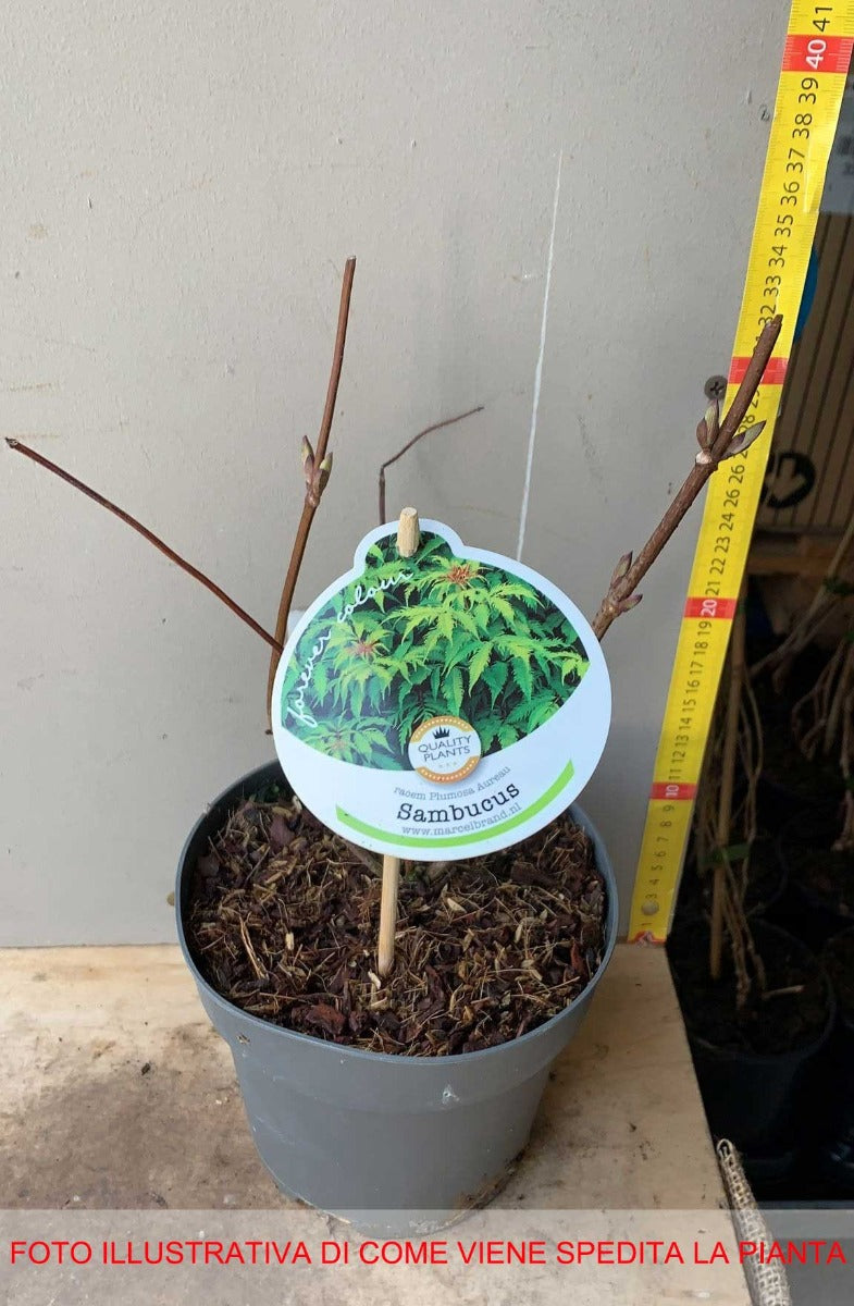 SAMBUCUS SAMBUCO AUREA IN VASO 17CM