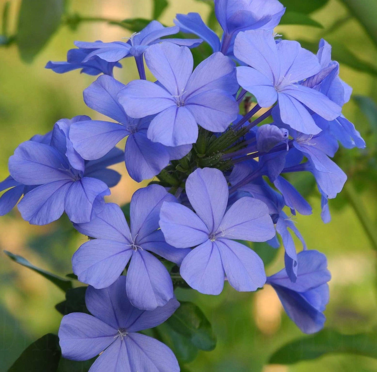 PLUMBAGO VASO 14CM