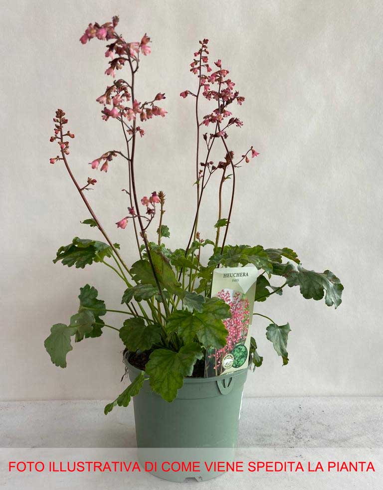 HEUCHERA PARIS VASO 17CM