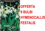 OFFERTA 9 BULBI HYMENOCALLIS ISMENE FESTALIS