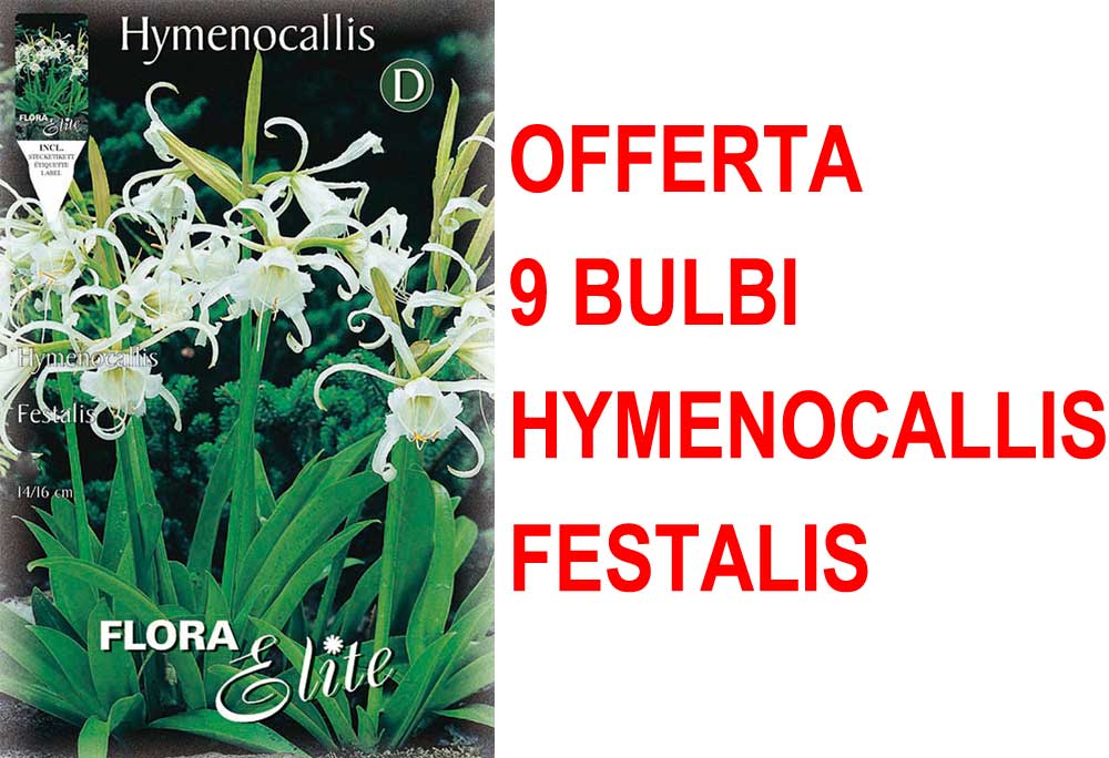 OFFERTA 9 BULBI HYMENOCALLIS ISMENE FESTALIS