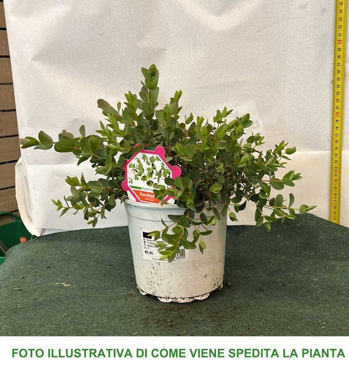 EUCALYPTUS PARVULA VASO 16CM