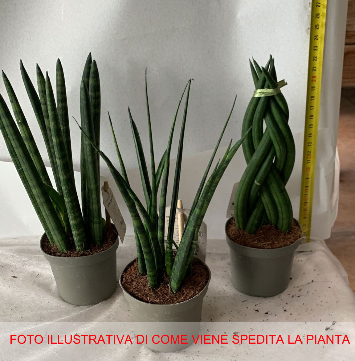 SANSEVIERIA CYLINDRICA IN MIX IN VASO 9CM