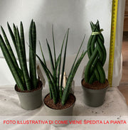 SANSEVIERIA CYLINDRICA IN MIX IN VASO 9CM