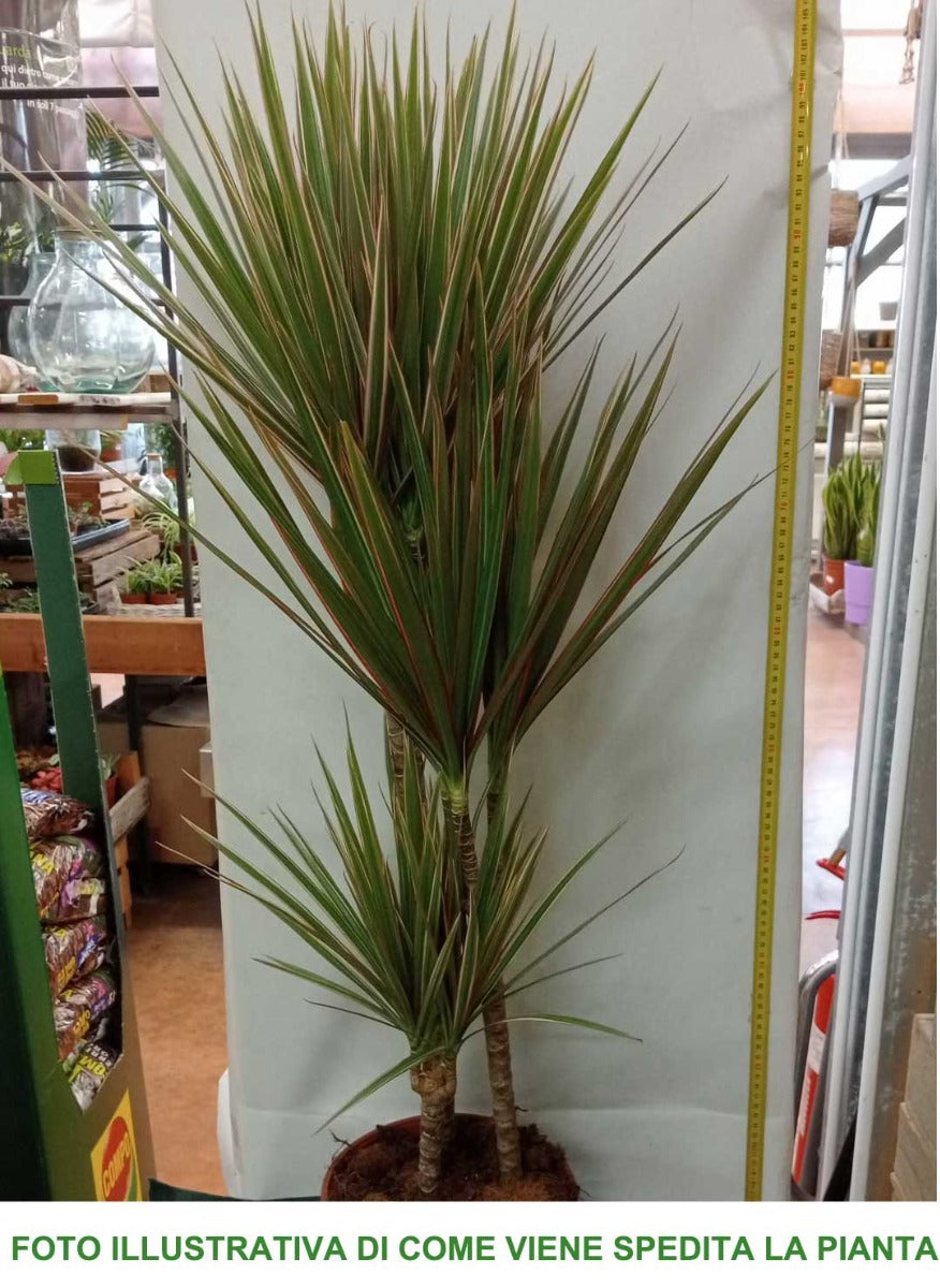 DRACENA MARGINATA BICOLOR TRONCHETTO DELLA FELICITÀ VASO 20CM H80CM