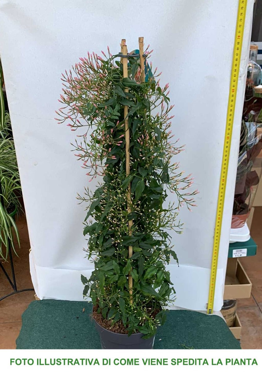 JASMINUM POLYANTHUM GELSOMINO VASO 17CM