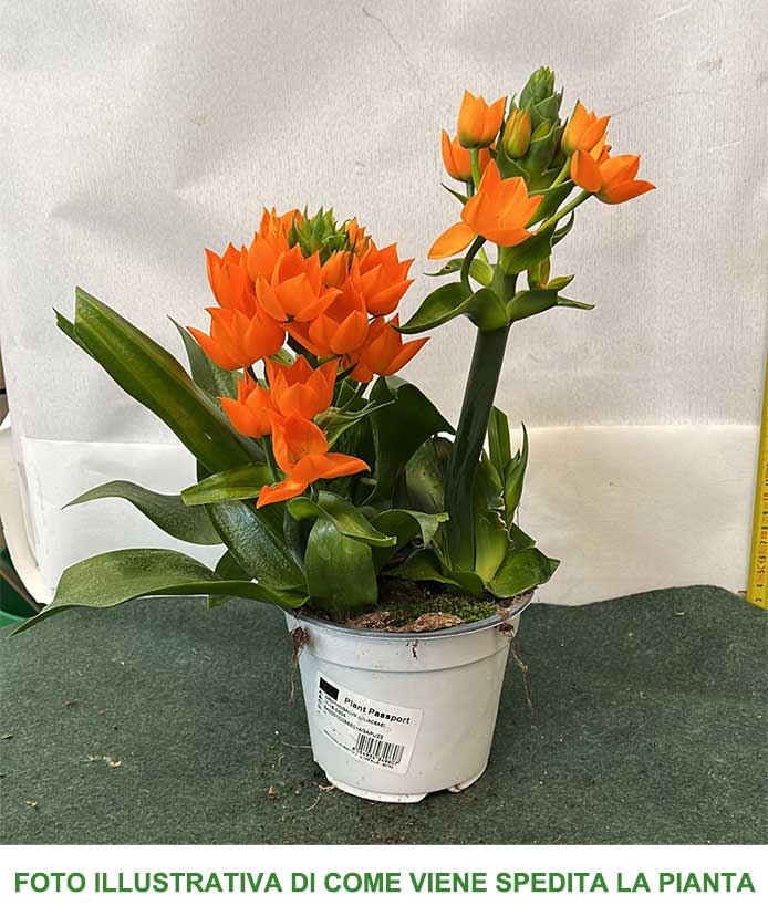 ORNITHOGALUM ARANCIONE VASO 14CM