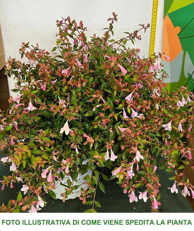 ABELIA GRANDIFLORA PINKY BELLS VASO 18CM