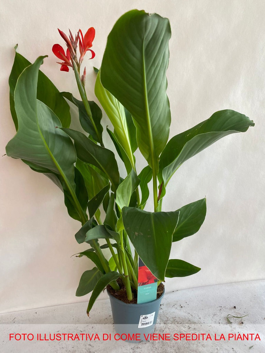CANNA COLORE ASSORTITO VASO 14CM