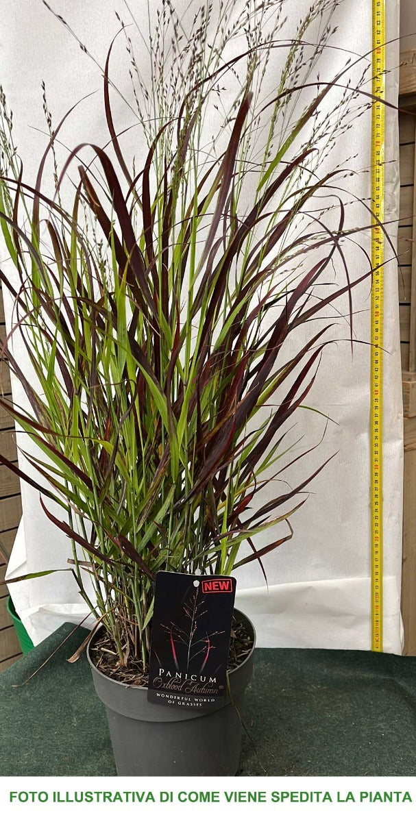 PANICUM VIRGATUM OXBLOOD AUTUMN IN VASO 18CM