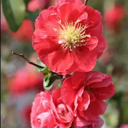 CHAENOMELES SPECIOSA PINK STORM COTOGNO GIAPPONESE VASO 18CM