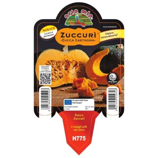 3 PIANTE IN VASO Ø10CM ZUCCA ZUCCURI'