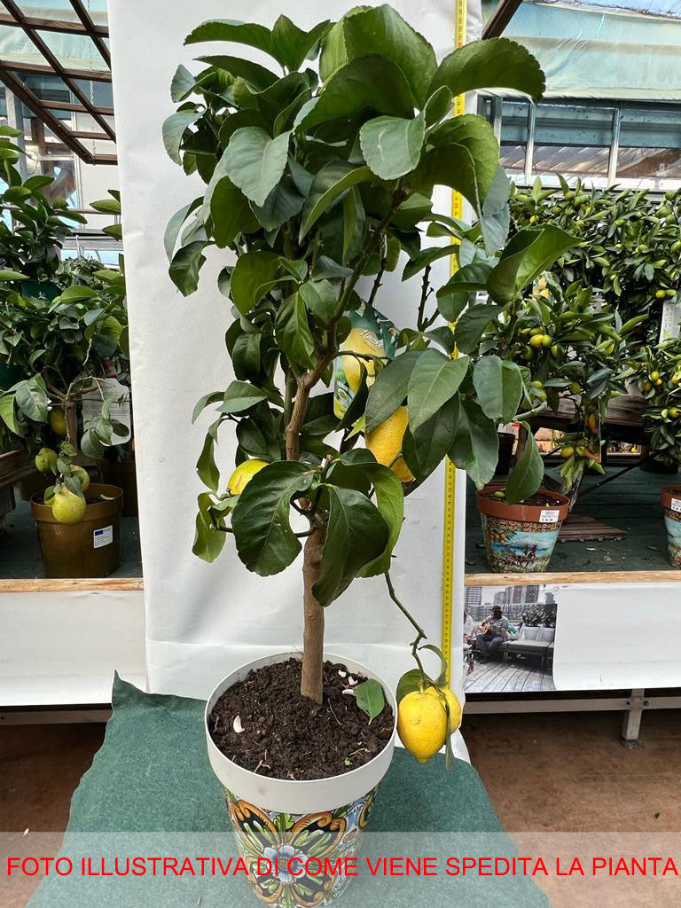 LIMONE CITRUS LIMON IN VASO DECORATO 22CM
