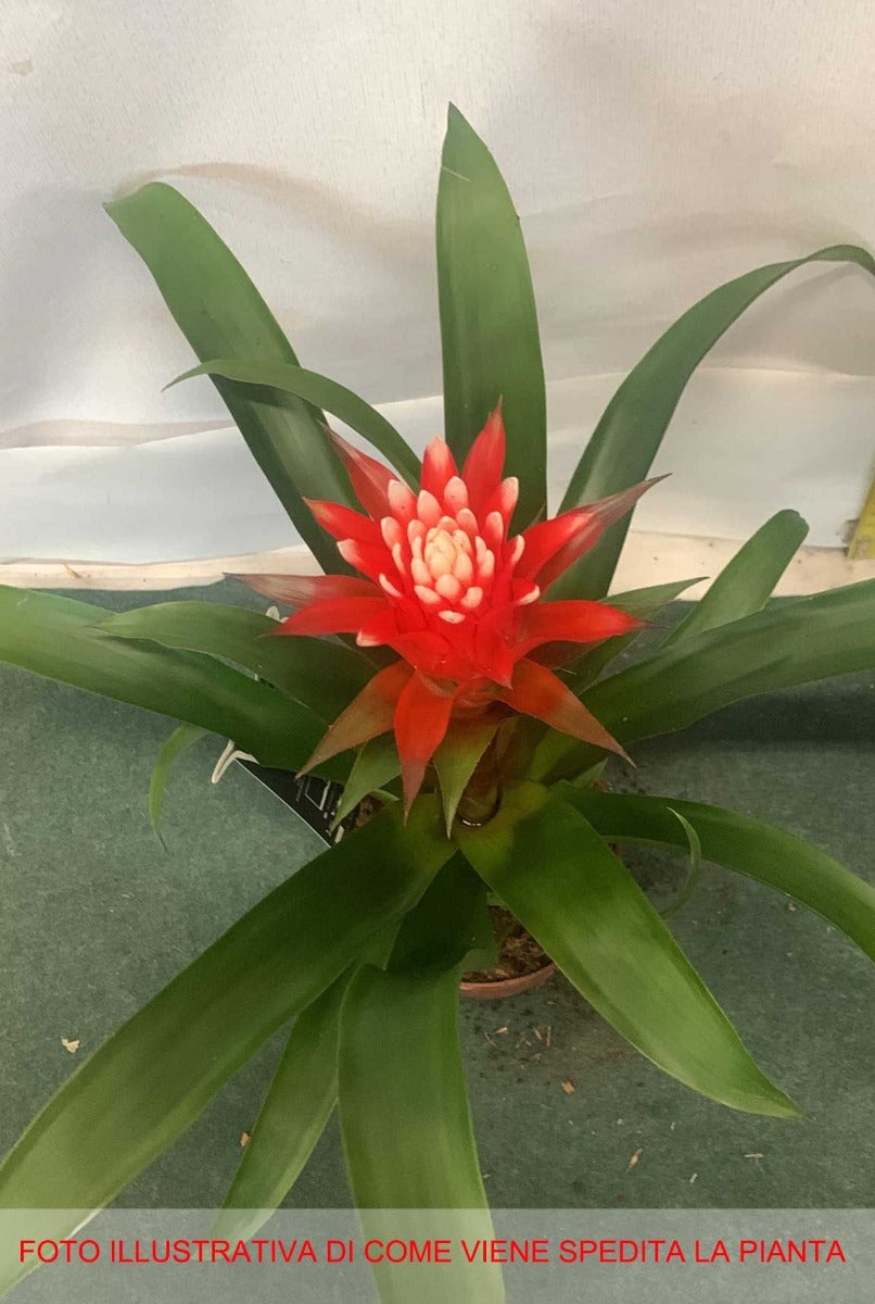 GUZMANIA HOPE IN VASO 12CM