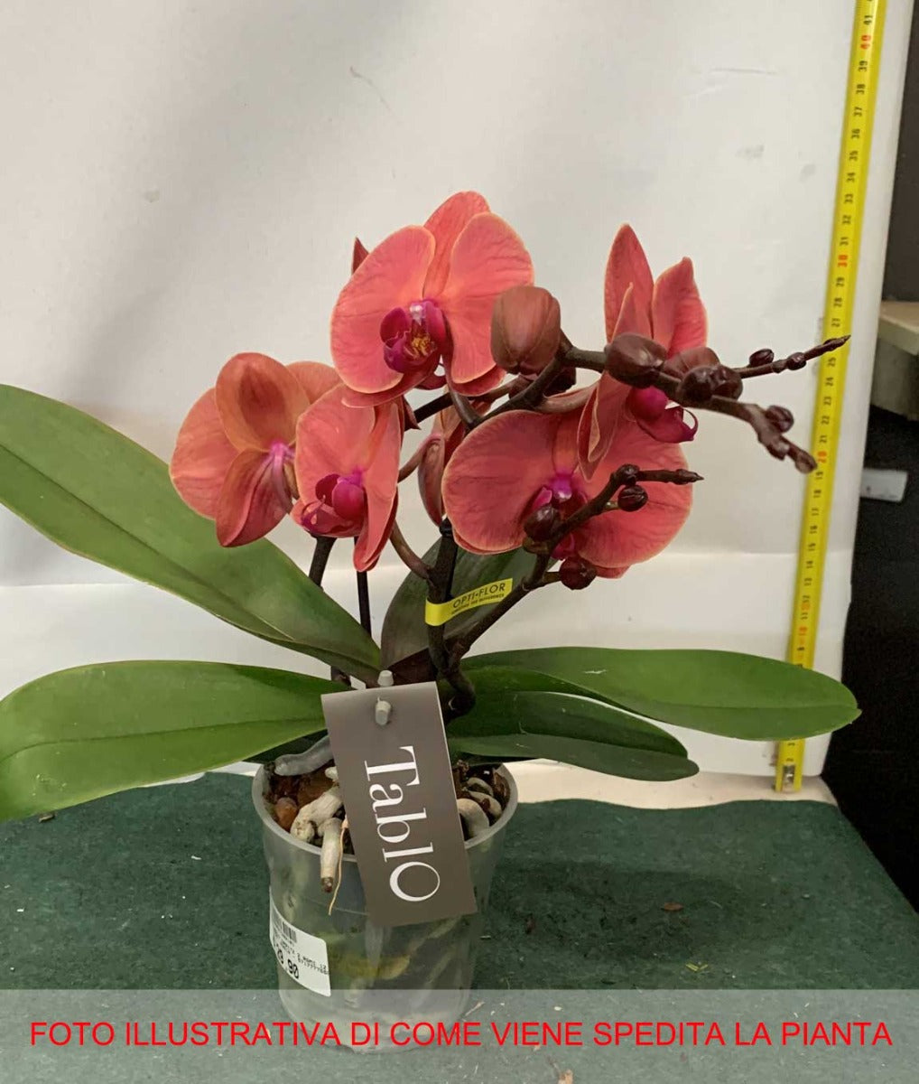 ORCHIDEA PHALAENOPSIS TABLO SPRITZ VASO 12CM