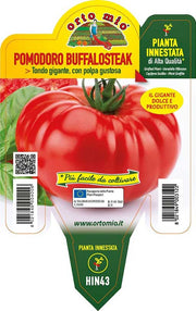 PIANTA DI POMODORO GIGANTE BUFFALOSTEAK INNESTATO (IN VASO Ø14CM)