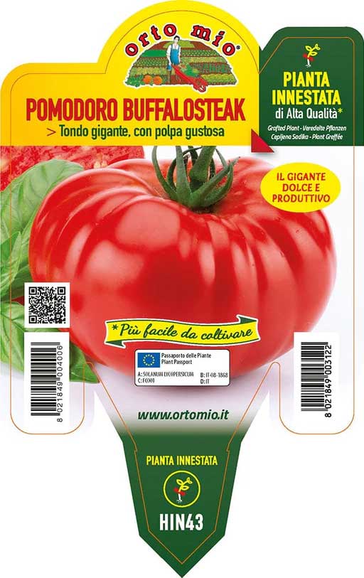 PIANTA DI POMODORO GIGANTE BUFFALOSTEAK INNESTATO (IN VASO Ø14CM)