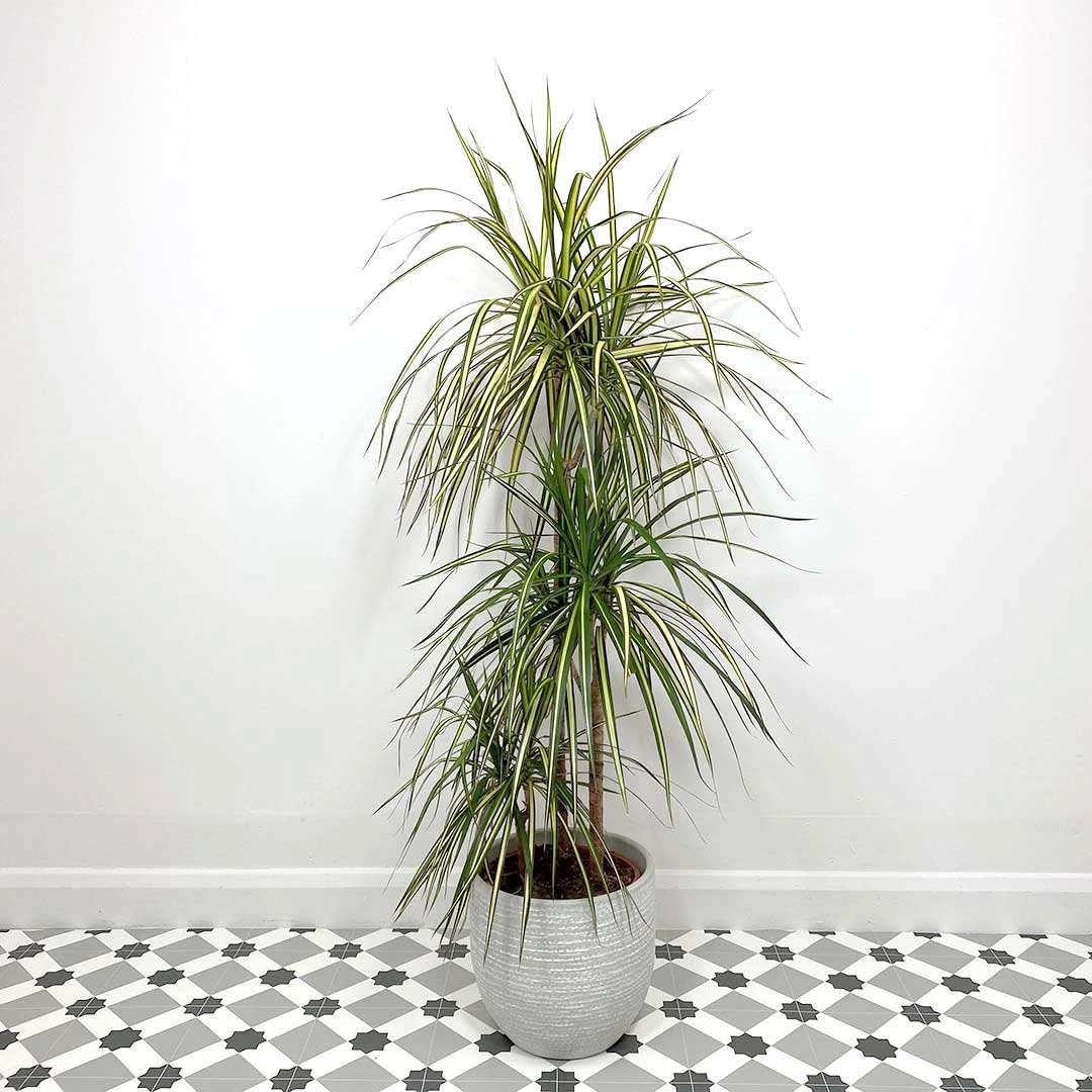 DRACENA MARGINATA GOLD TRONCHETTO DELLA FELICITÀ VASO 20CM H80CM