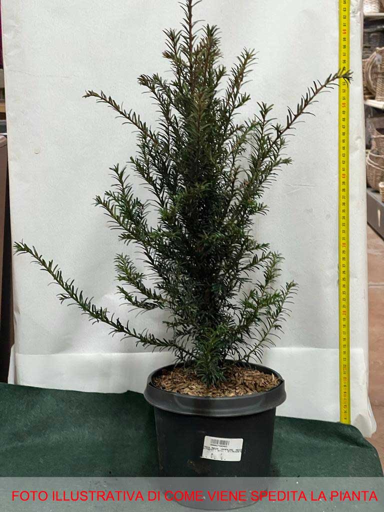 TAXUS MEDIA GROENLAND VASO 19CM
