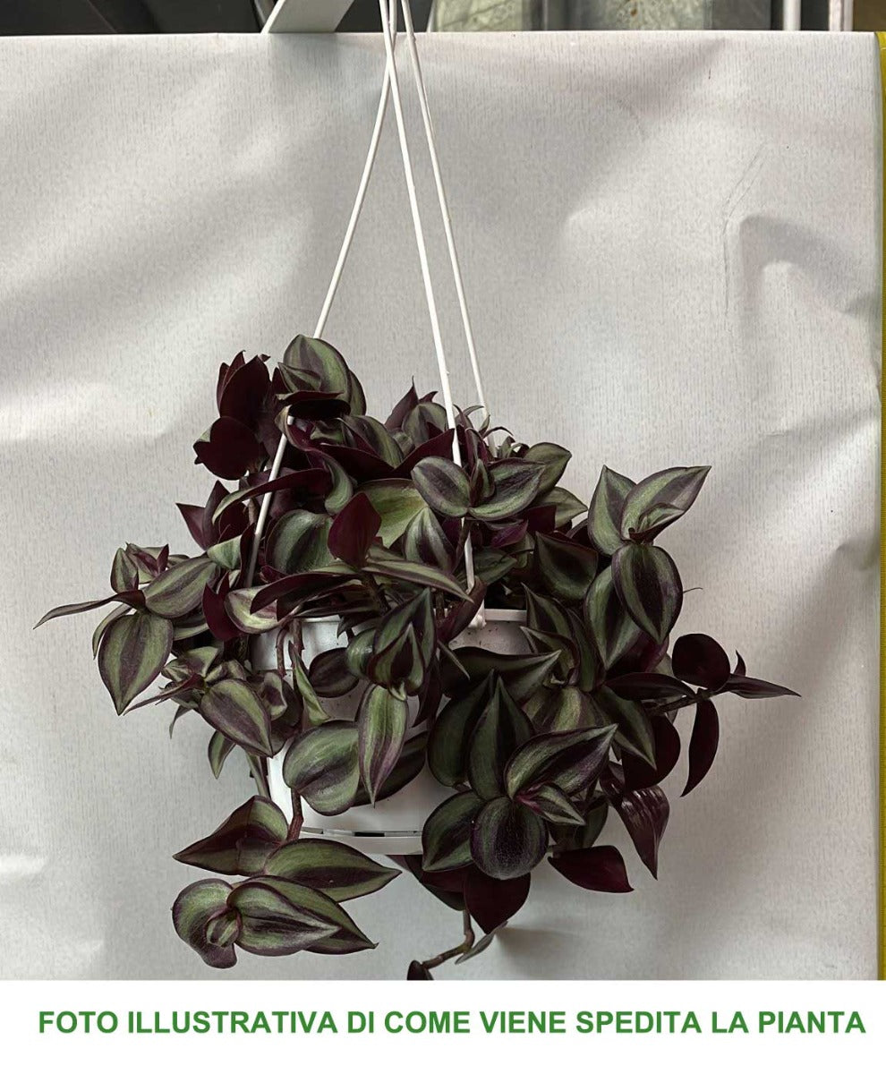 TRADESCANTIA ZEBRINA PINK JOY VASO 14CM