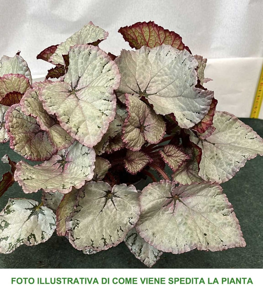 BEGONIA BELEAF COLORI ASSORTITI IN VASO 13CM