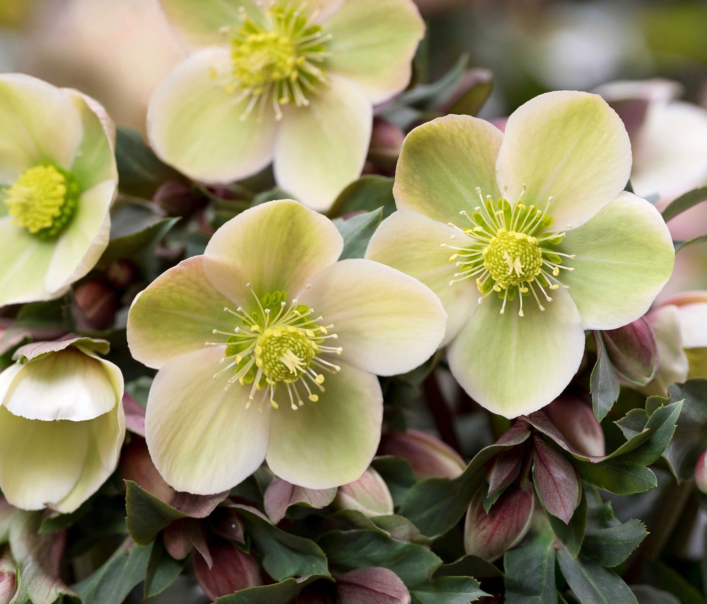 HELLEBORUS GOLD COLLECTION ROSA DI NATALE VASO 15CM