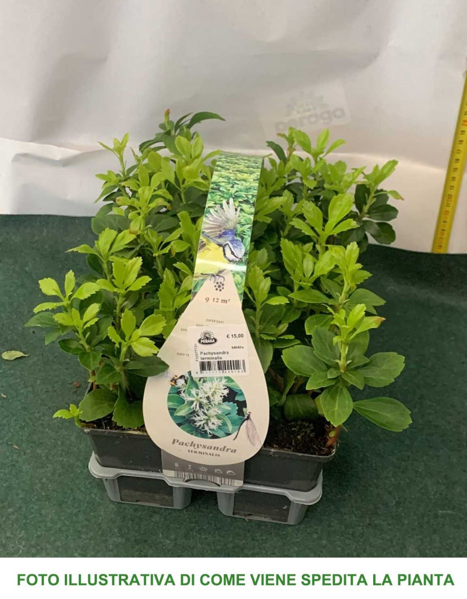 PACHYSANDRA TERMINALIS BOX 6 PIANTE