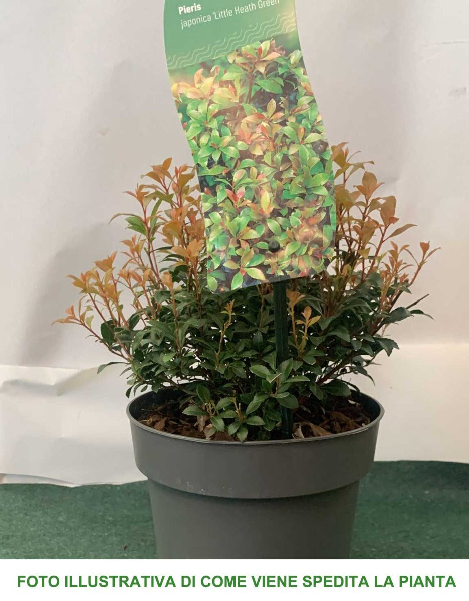 PIERIS JAPONICA LITTLE HEATH VASO 17CM